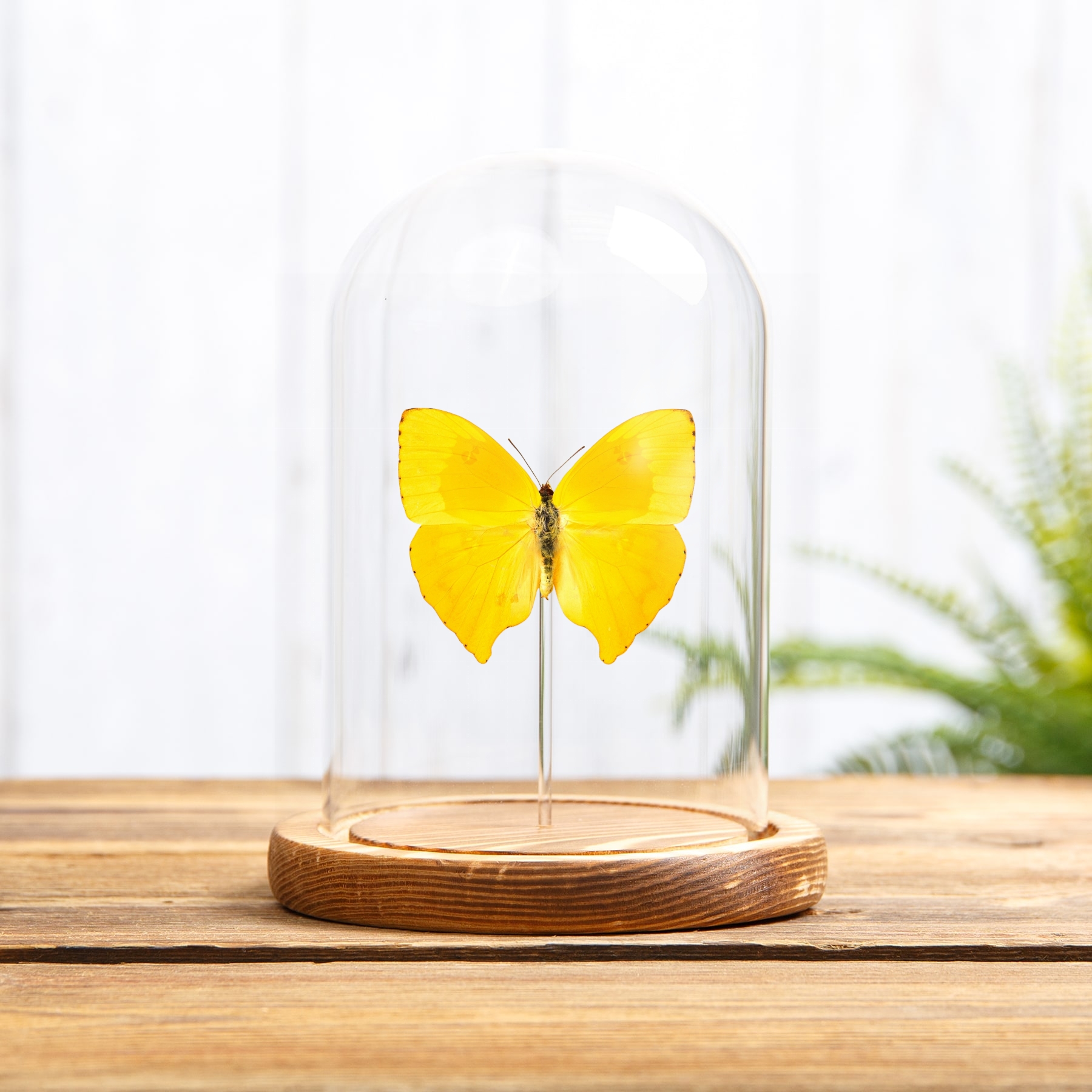 The Tailed Sulphur Butterfly In Glass Dome with Wooden Base (Phoebis rurina)