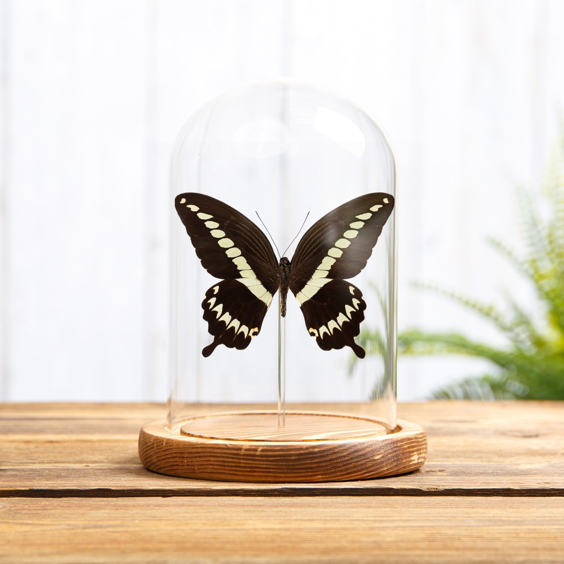 Cream Banded Swallowtail Butterfly In Glass Dome with Wooden Base (Papilio gigon)