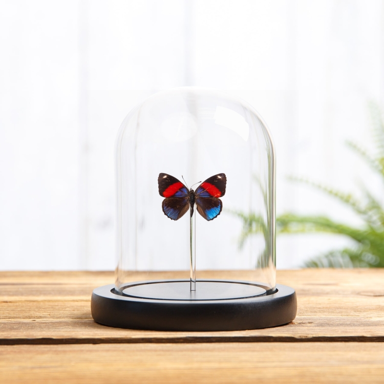 Hydaspes Eighty-eight Butterfly In Glass Dome with Wooden Base (Callicore hydaspes)