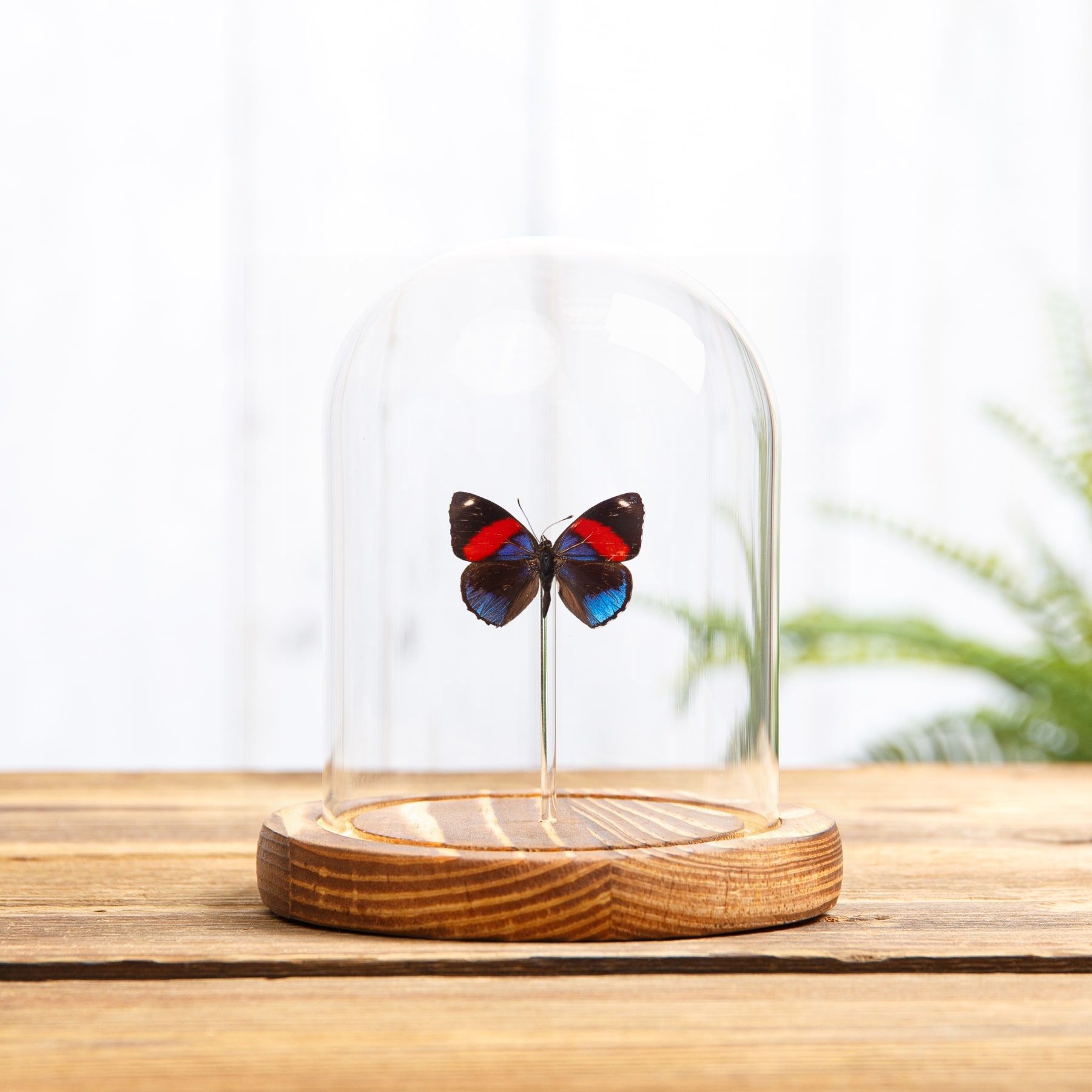 Hydaspes Eighty-eight Butterfly In Glass Dome with Wooden Base (Callicore hydaspes)