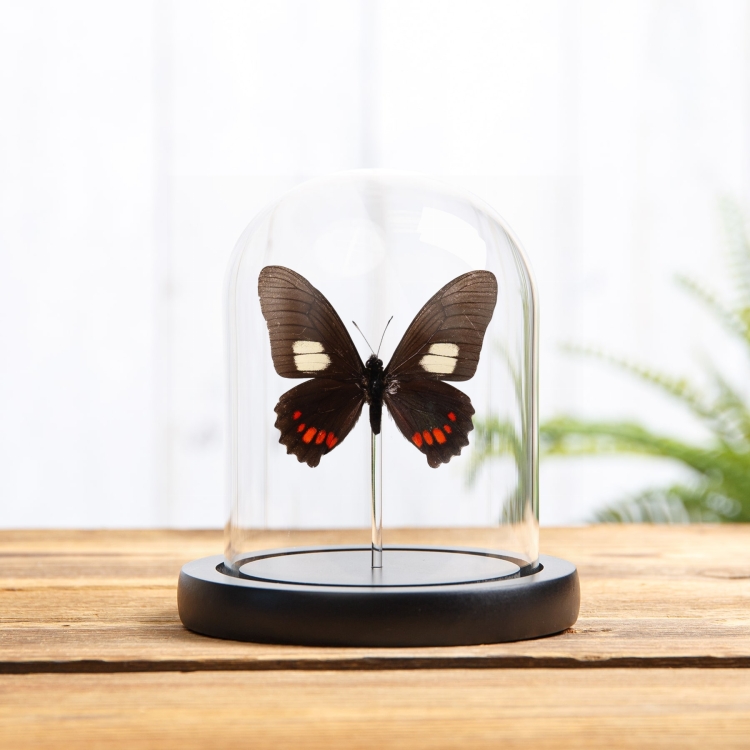 Harmodius Swallowtail Butterfly In Glass Dome with Wooden Base (Mimoides xeniades)