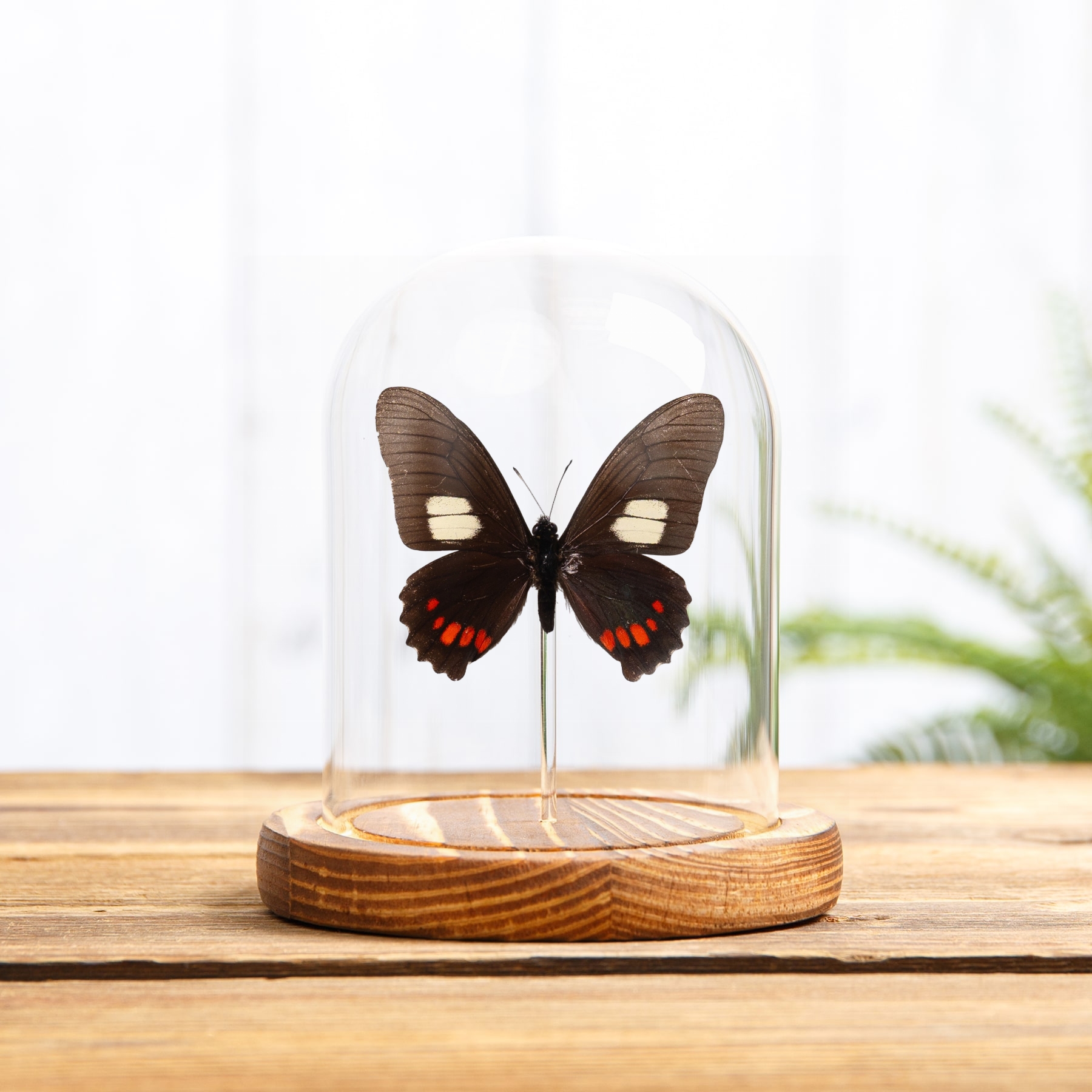 Harmodius Swallowtail Butterfly In Glass Dome with Wooden Base (Mimoides xeniades)