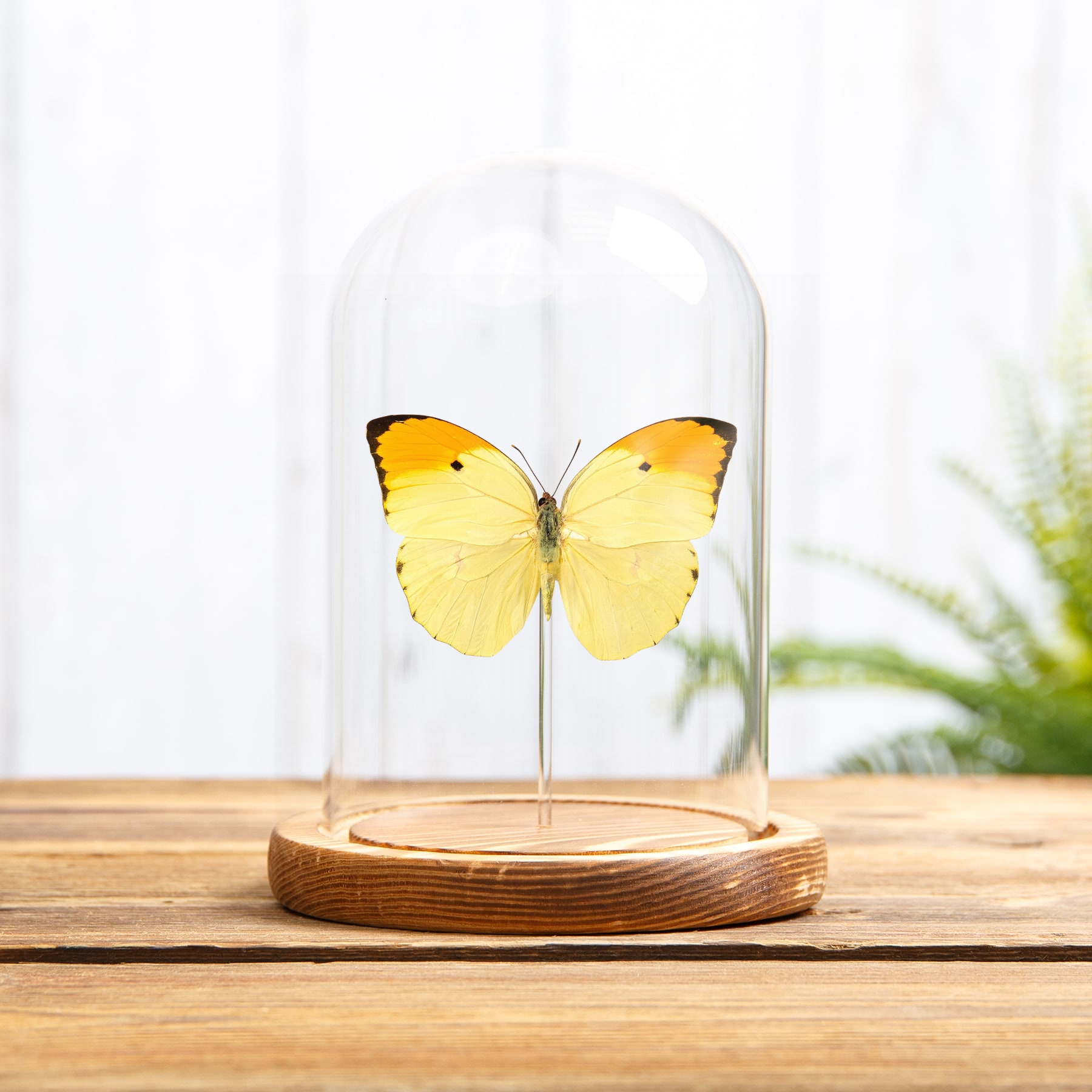 Minibeast Orange-tipped Angled-sulphur Butterfly In Glass Dome with Wooden Base (Anteos menippe)