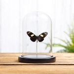 Minibeast Wallace's Longwing Butterfly In Glass Dome with Wooden Base (Heliconius wallacei flavescens)