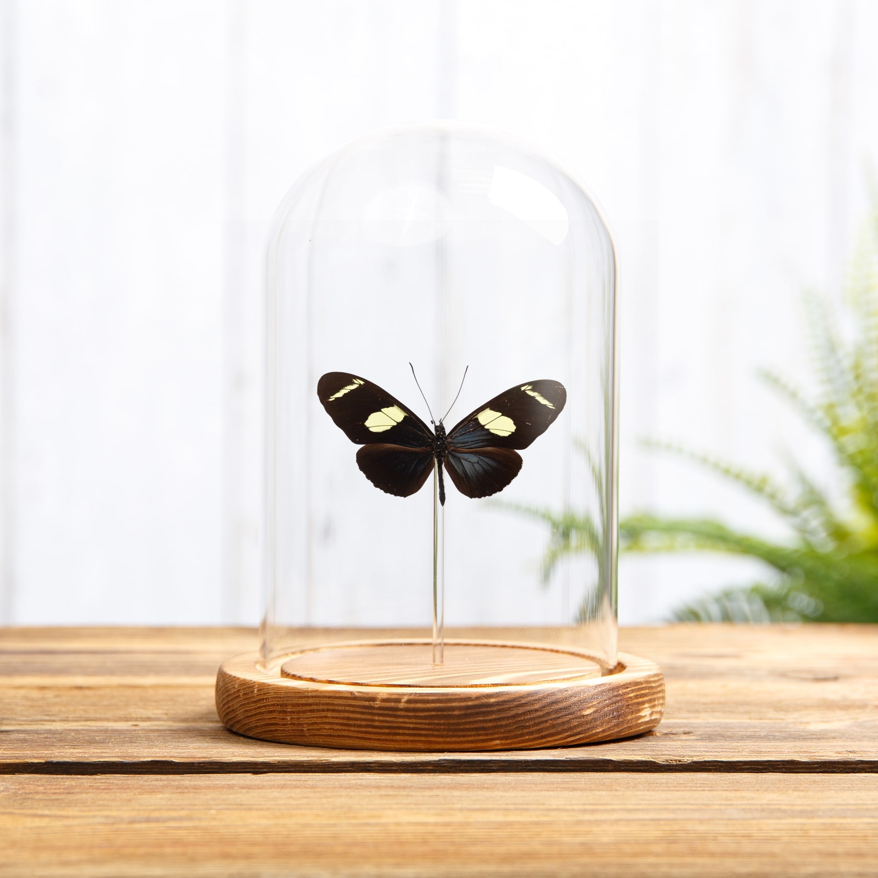Wallace's Longwing Butterfly In Glass Dome with Wooden Base (Heliconius wallacei flavescens)