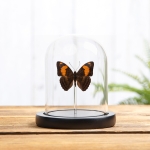 Minibeast Mesentina Sister Butterfly In Glass Dome with Wooden Base (Adelpha mesentina)