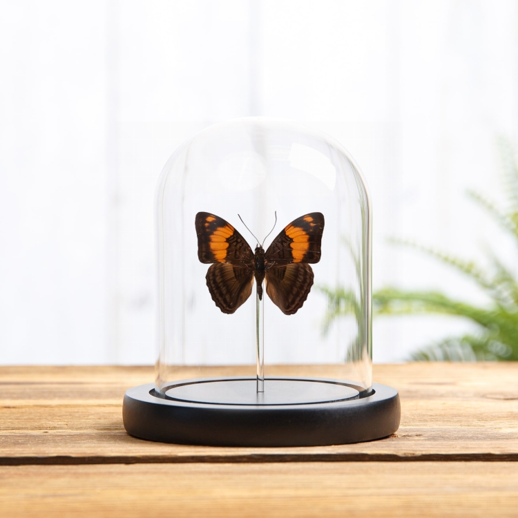 Mesentina Sister Butterfly In Glass Dome with Wooden Base (Adelpha mesentina)