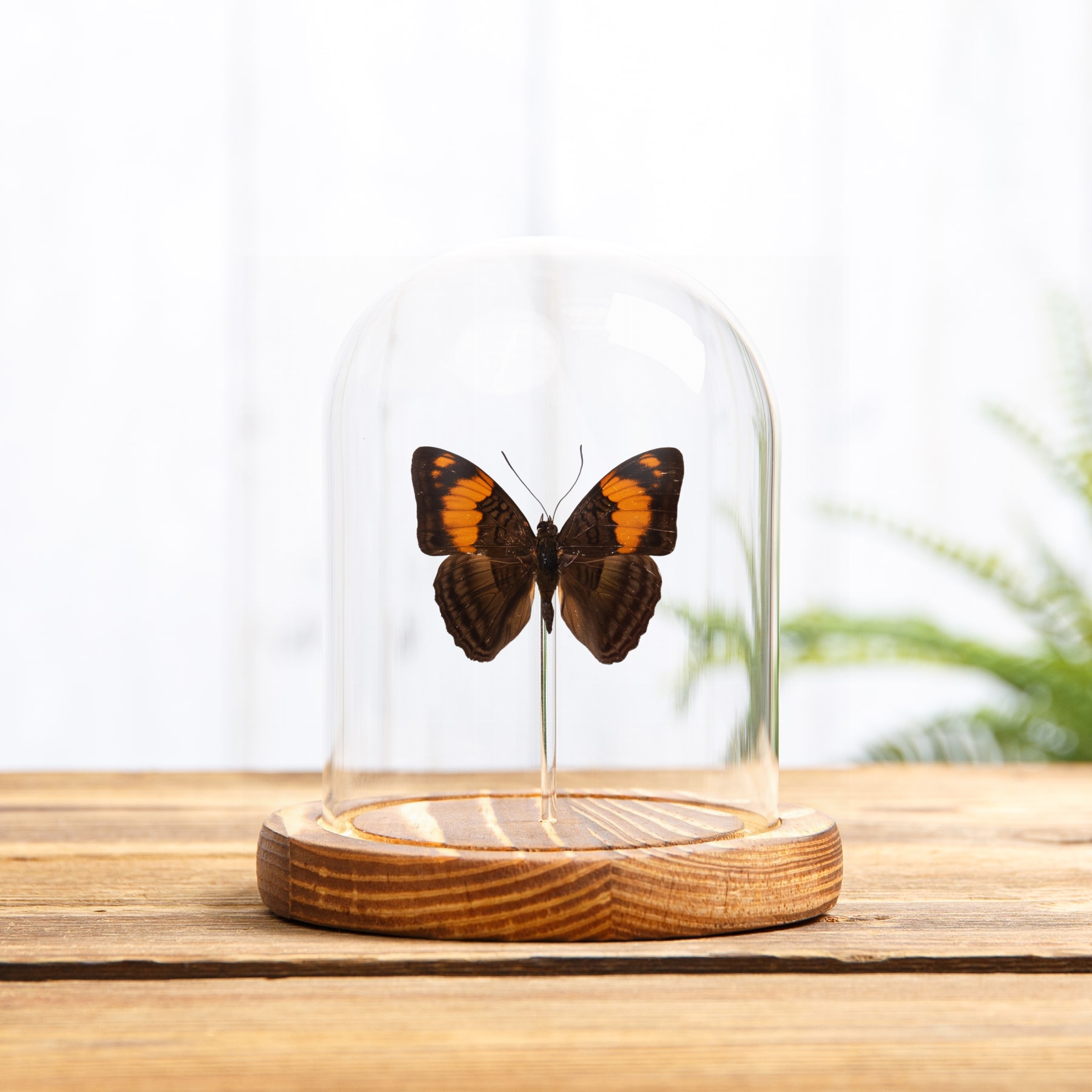 Mesentina Sister Butterfly In Glass Dome with Wooden Base (Adelpha mesentina)