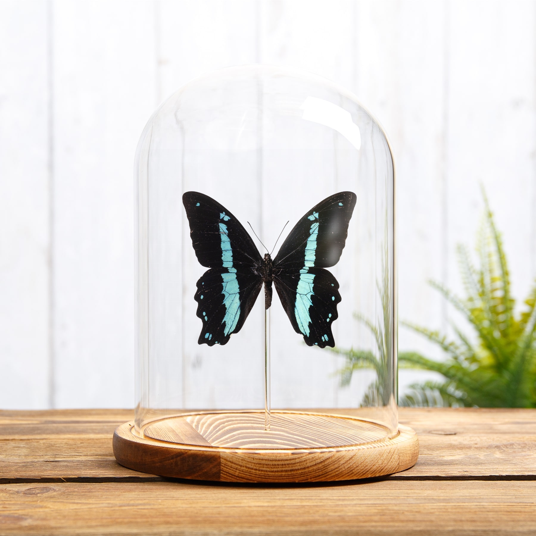 Green-banded Swallowtail Butterfly In Glass Dome with Wooden Base (Papilio nireus)