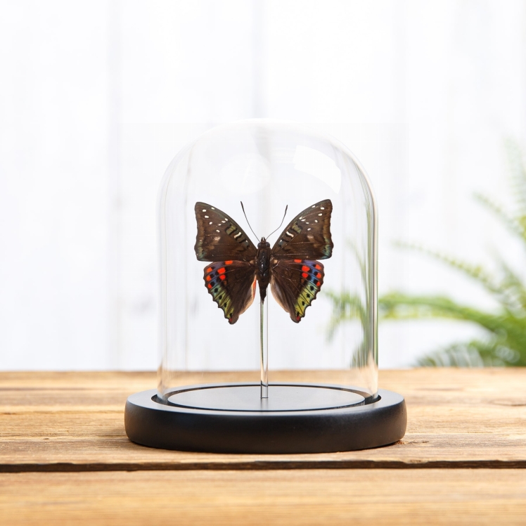Green Baron Butterfly In Glass Dome with Wooden Base (Euthalia adonia)