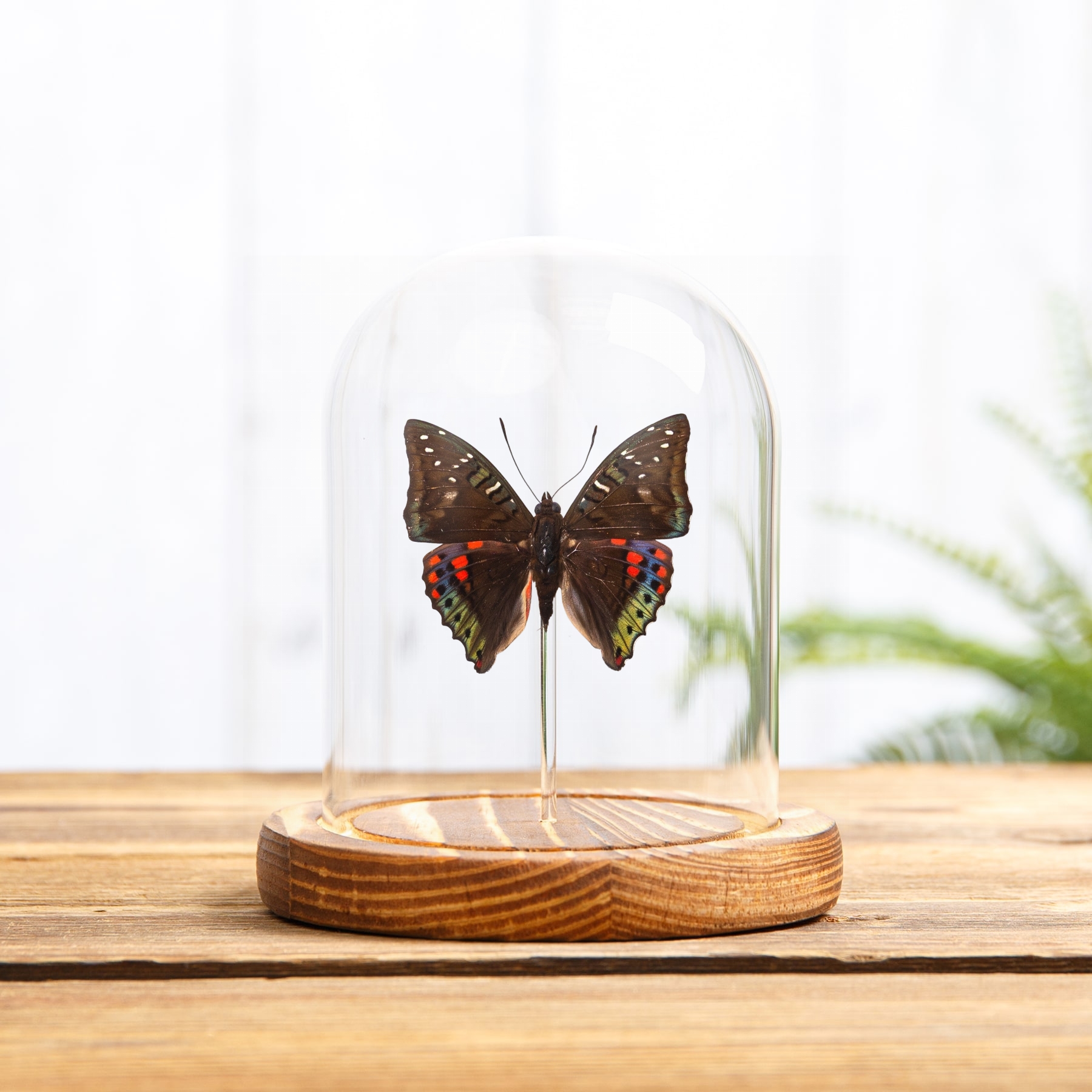 Green Baron Butterfly In Glass Dome with Wooden Base (Euthalia adonia)