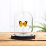 Minibeast Brush-footed Butterfly In Glass Dome with Wooden Base (Perisama sp)