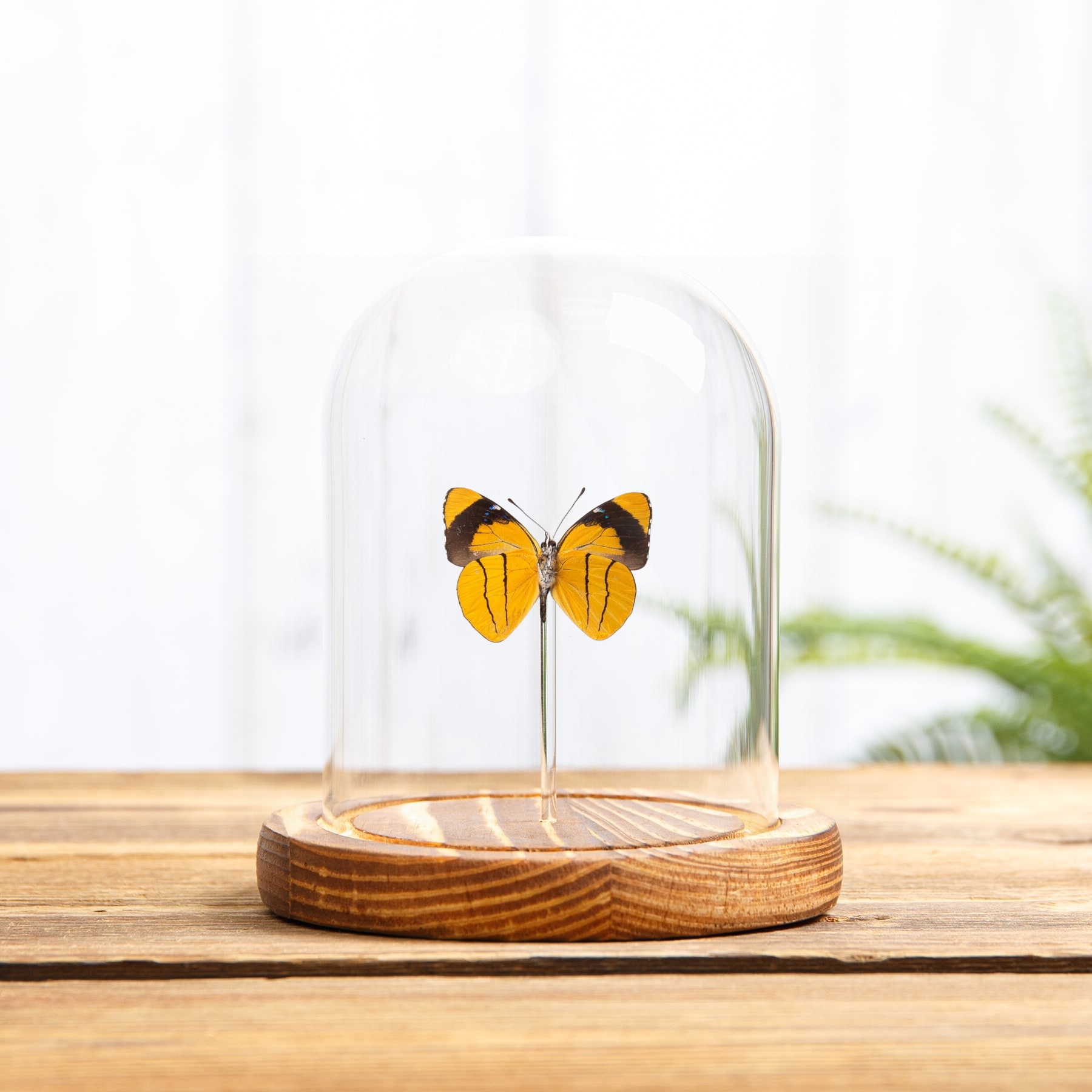 Brush-footed Butterfly In Glass Dome with Wooden Base (Perisama sp)