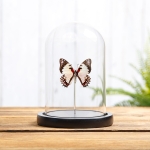 Minibeast Madagascan White Lady In Glass Dome with Wooden Base (Graphium endochus)