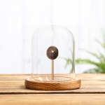 Globidens Mosasaur Tooth Fossil In Glass Dome (Igdamanosaurus aegyptiacus)