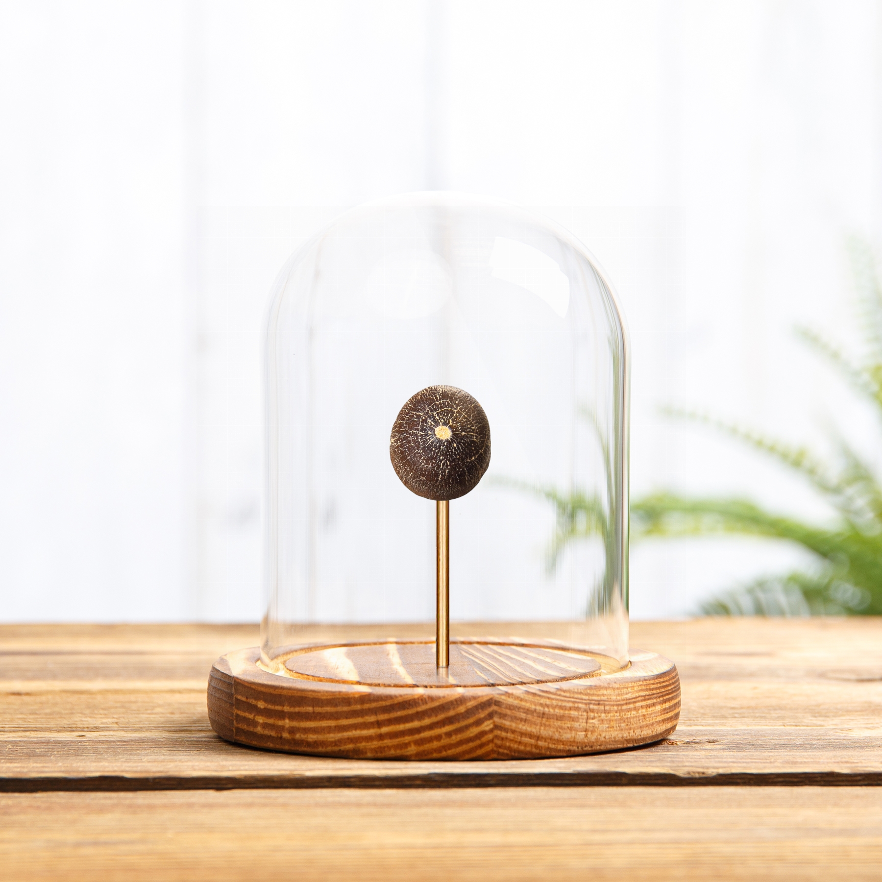 Globidens Mosasaur Tooth Fossil In Glass Dome (Igdamanosaurus aegyptiacus) Globidens Mosasaur Tooth Fossil In Glass Dome (Igdamanosaurus aegyptiacus)