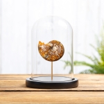 Minibeast Whole Polished Sutured Ammonite Fossil In Glass Dome (Phylloceras sp)