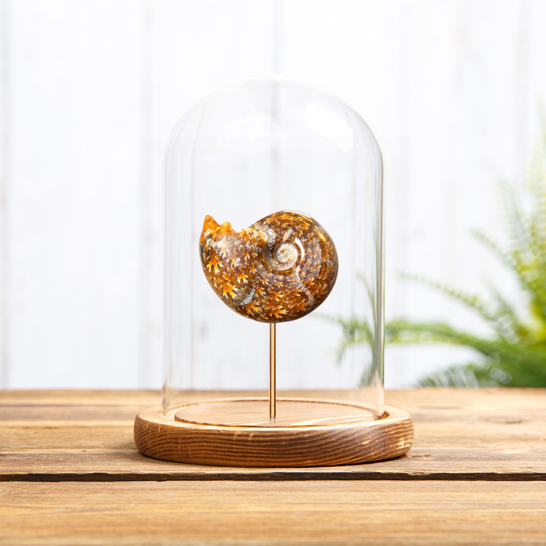 Whole Polished Sutured Ammonite Fossil In Glass Dome (Phylloceras sp)