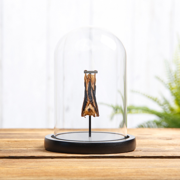 Painted Bat In Glass Dome (Kerivoula picta)