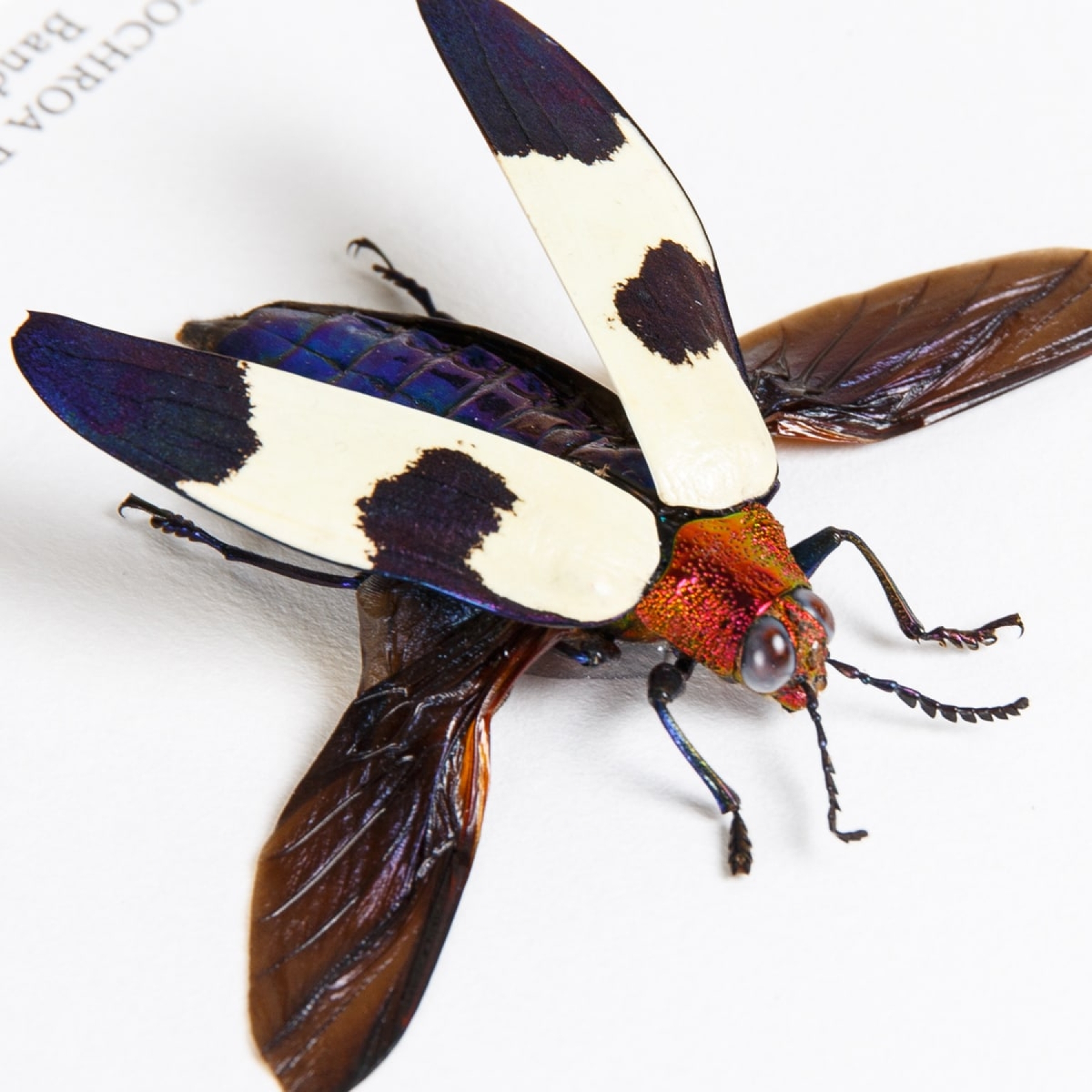 Jewel Beetle Trio In Box Frame (Polybothris sumptuosa, Chrysochroa fulminans & buqueti)