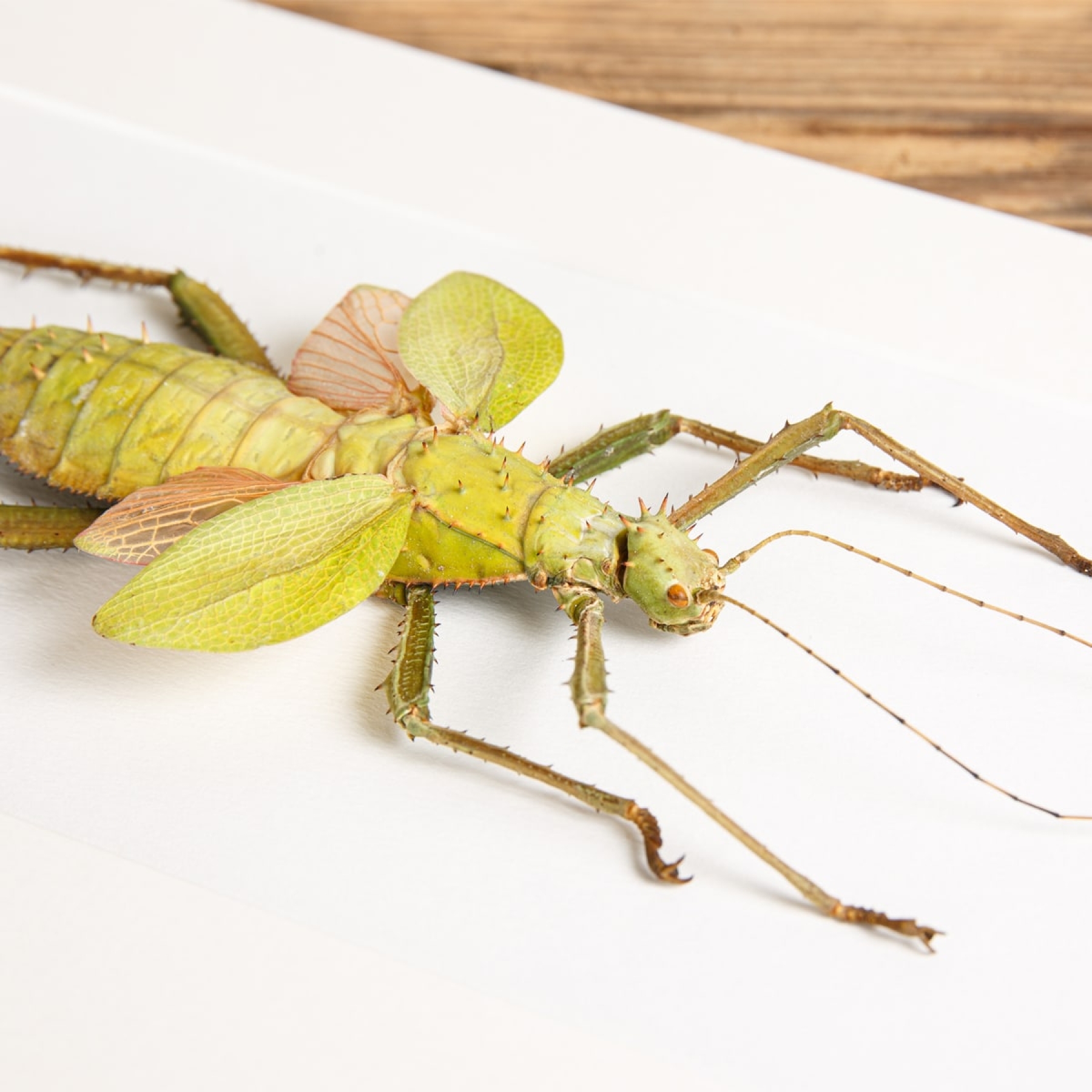 Jungle Nymph In Box Frame (Heteropteryx dilatata)