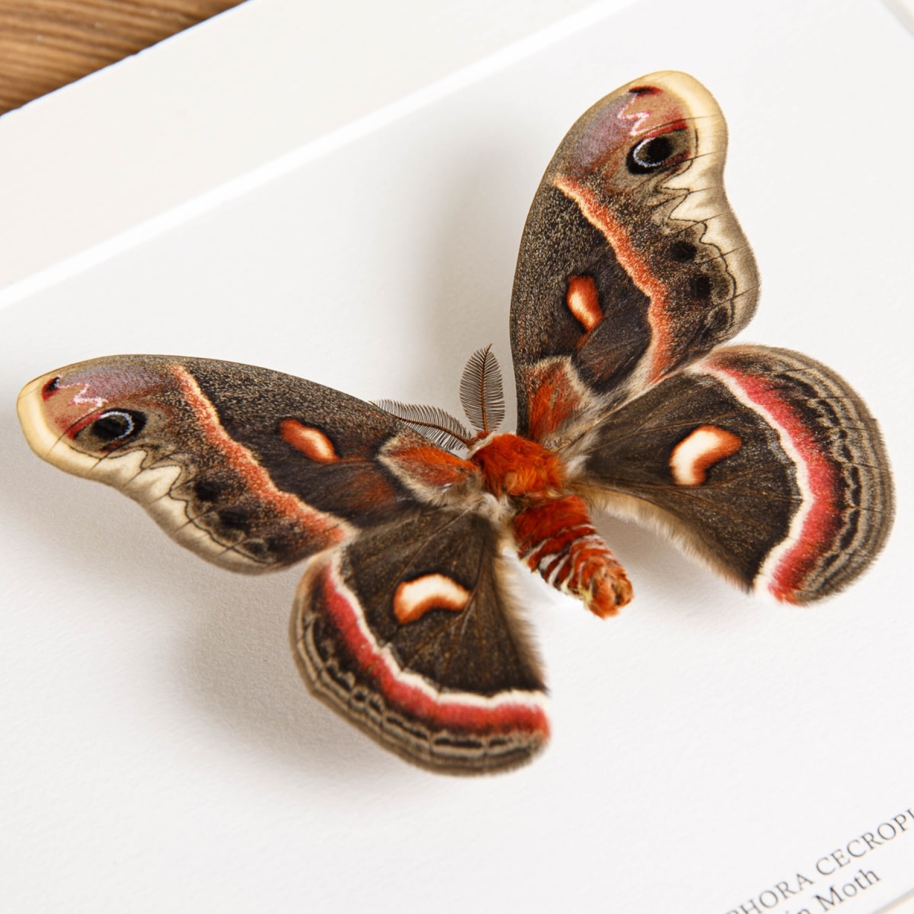 RobIn Moth In Box Frame (Hyalophora cecropia)