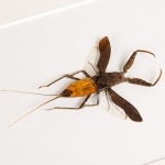 The Water Scorpion In Box Frame (Nepa cinerea)