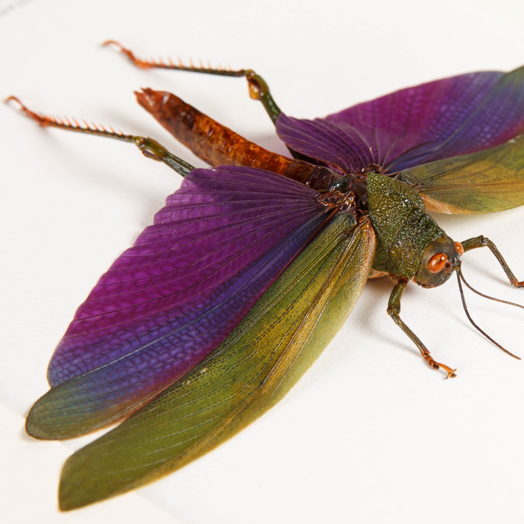 Purple Grasshopper In Box Frame (Titanacris albipes) Purple Grasshopper In Box Frame (Titanacris albipes)