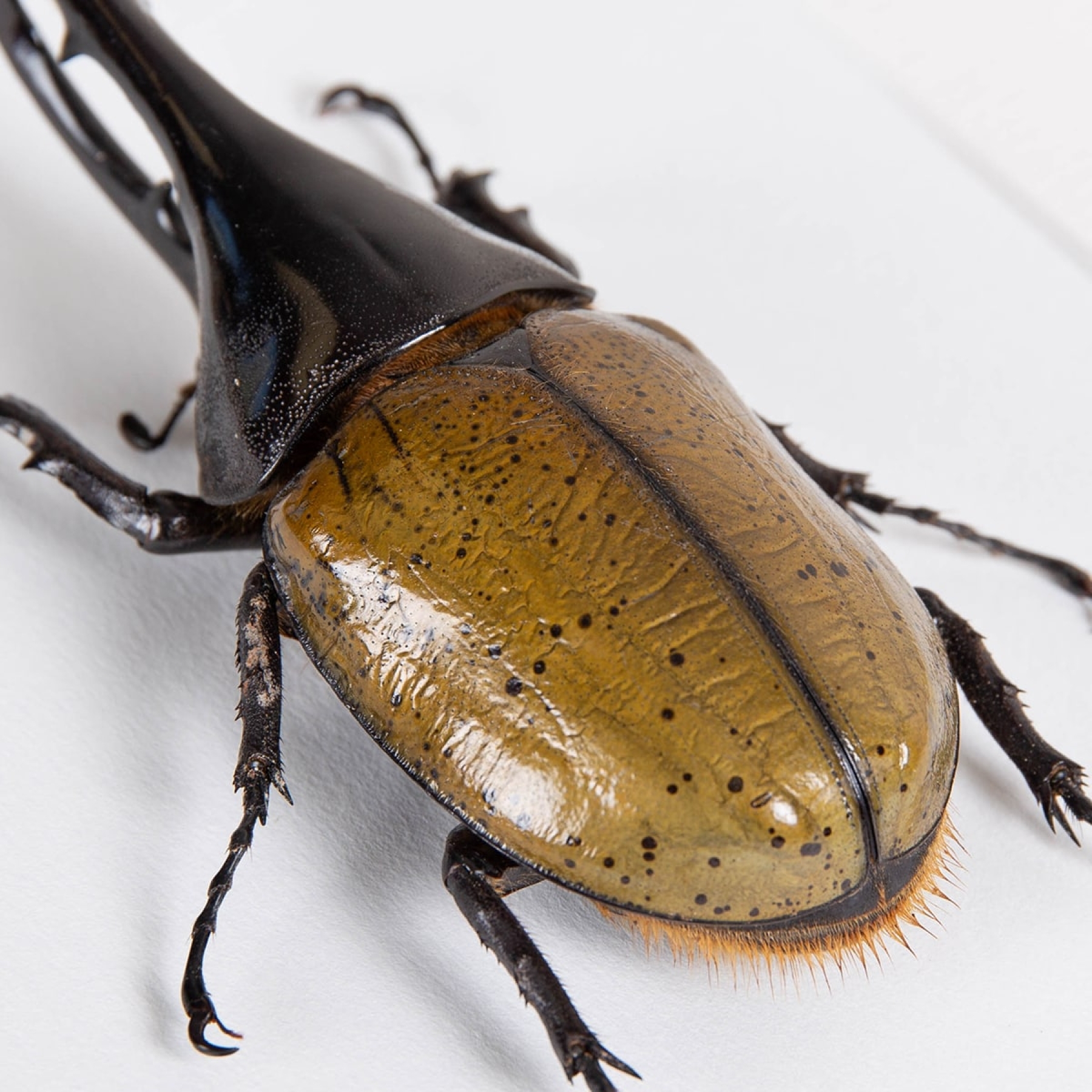 The Hercules Beetle In Box Frame (Dynastes hercules)