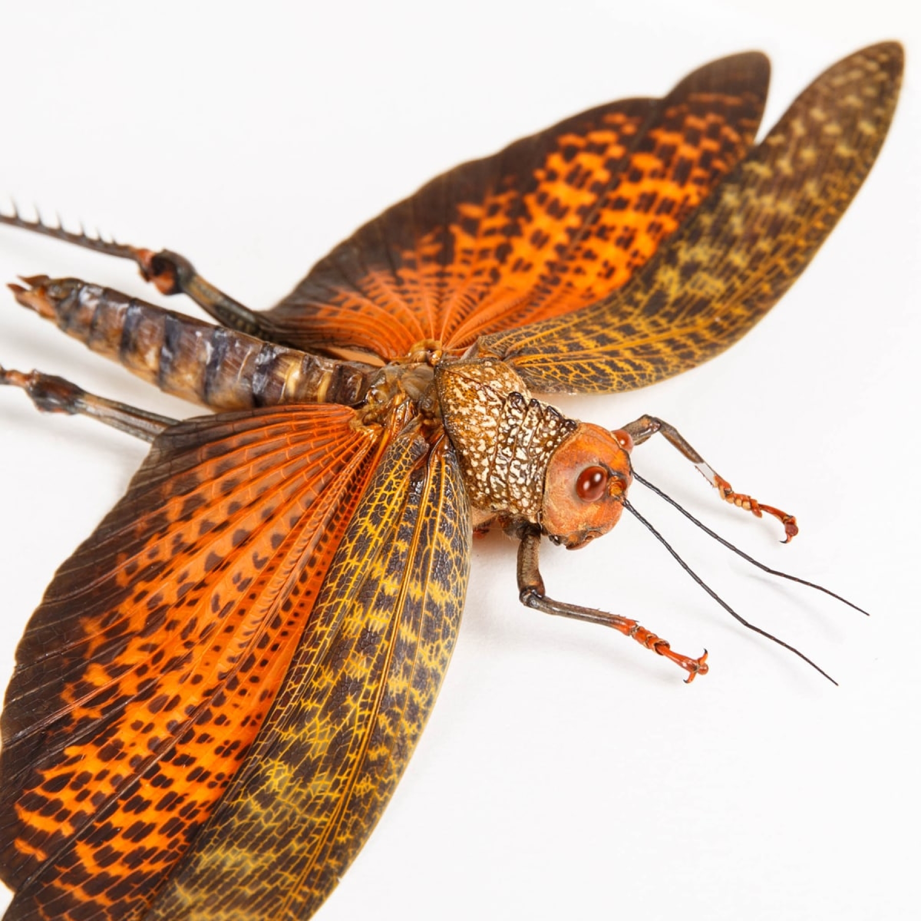 Giant Grasshopper In Box Frame (Tropidacris dux)