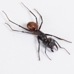 Giant Forest Ant In Box Frame (Camponotus gigas)