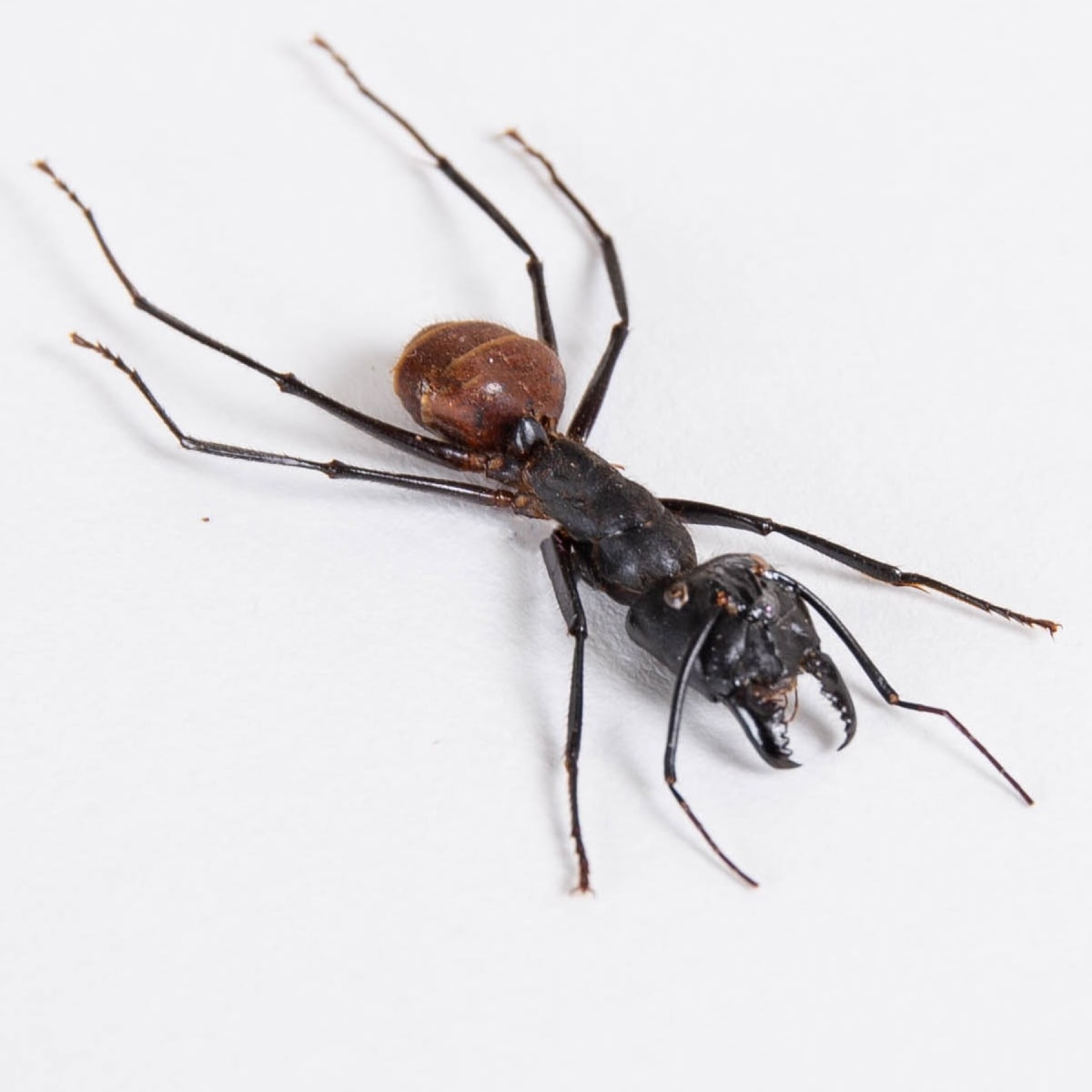 Giant Forest Ant In Box Frame (Camponotus gigas) Giant Forest Ant In Box Frame (Camponotus gigas)