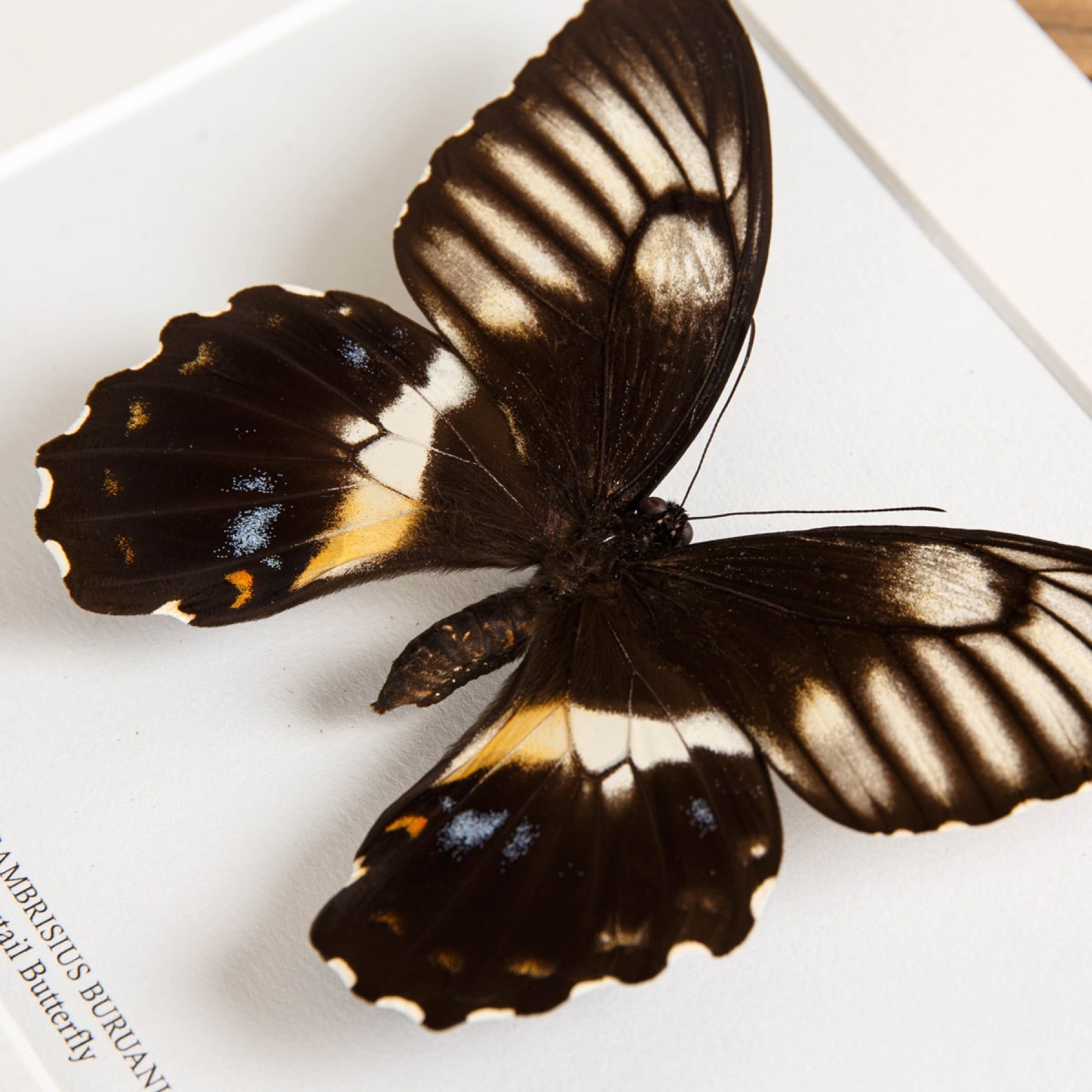 Female Swallowtail Butterfly In Box Frame (Papilio gambrisius buruanus)