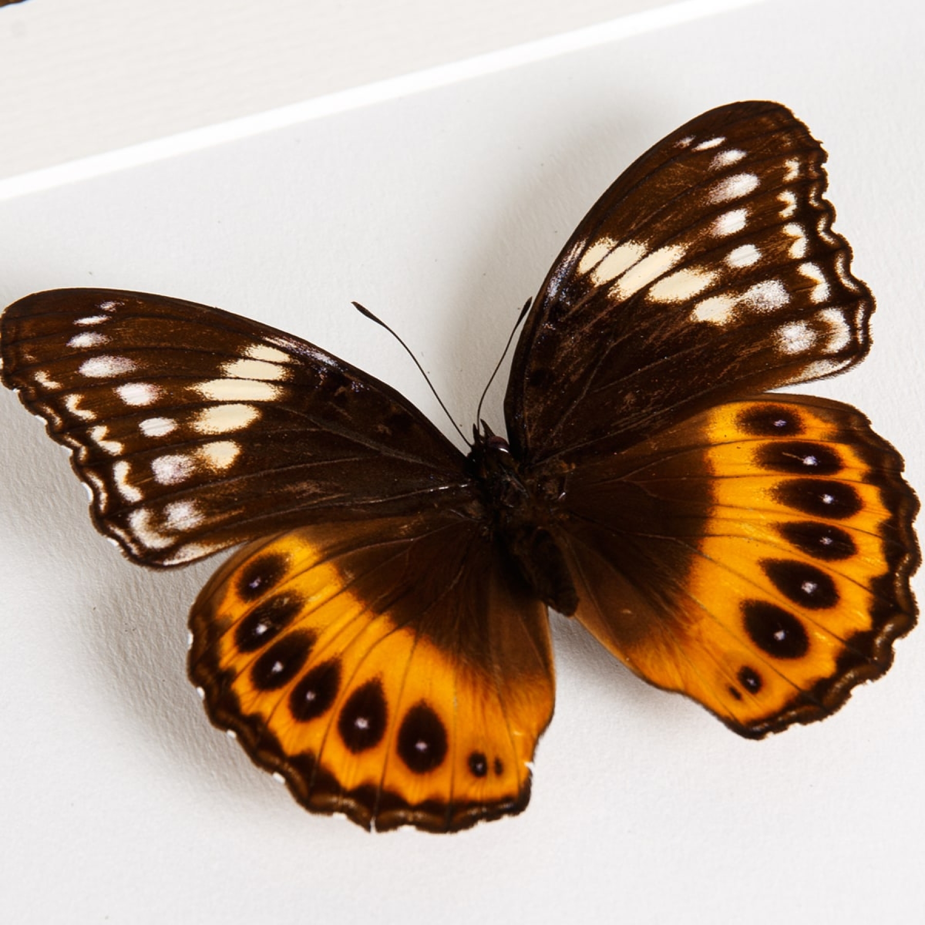 Female Eight-spot Diadem In Box Frame (Hypolimnas pandarus)