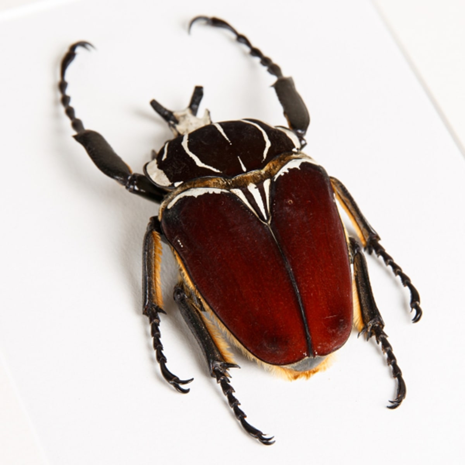 Goliath Beetle In Box Frame (Goliathus goliatus)
