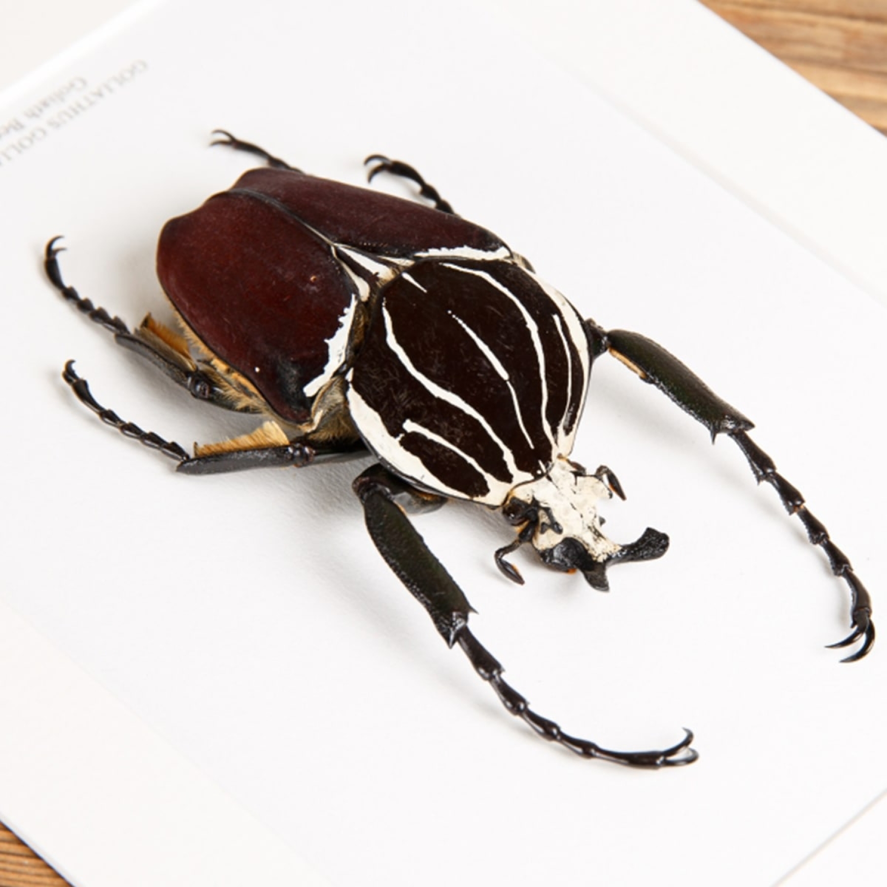Goliath Beetle In Box Frame (Goliathus goliatus)