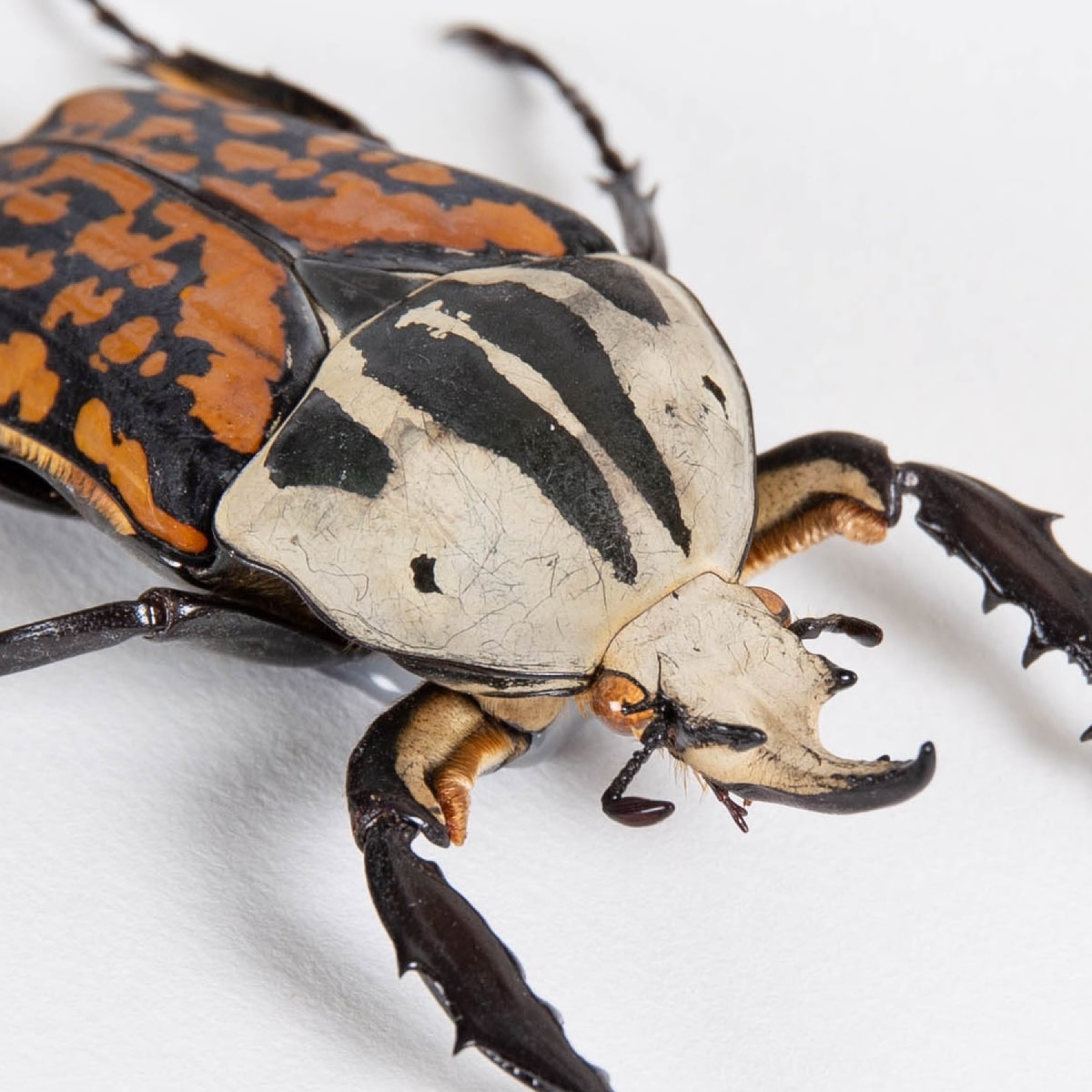 XL African Flower Beetle In Box Frame (Mecynorrhina oberthuri decorata)