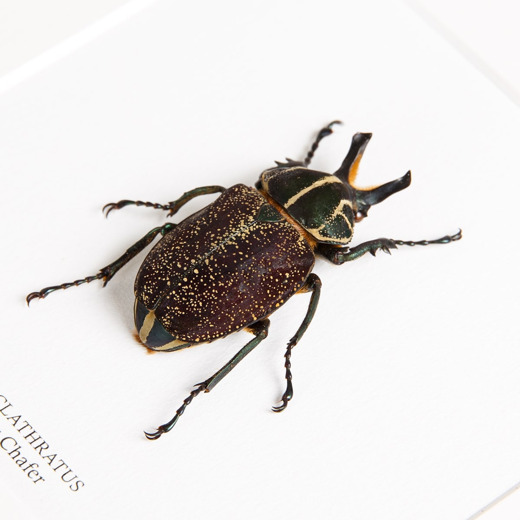 Flower Chafer In Box Frame (inca clathratus)