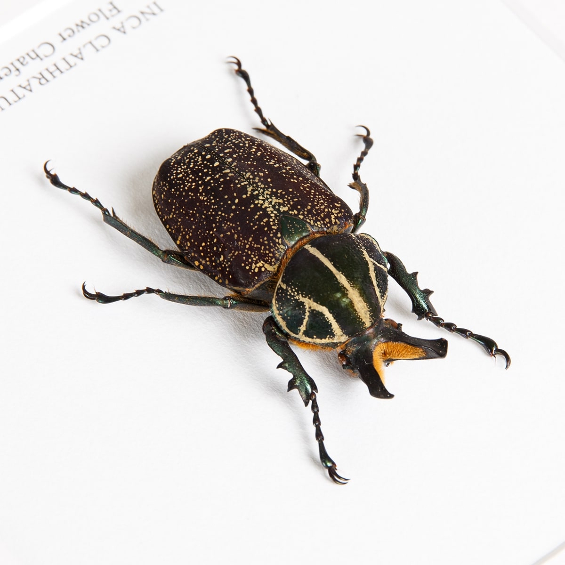 Flower Chafer In Box Frame (inca clathratus)