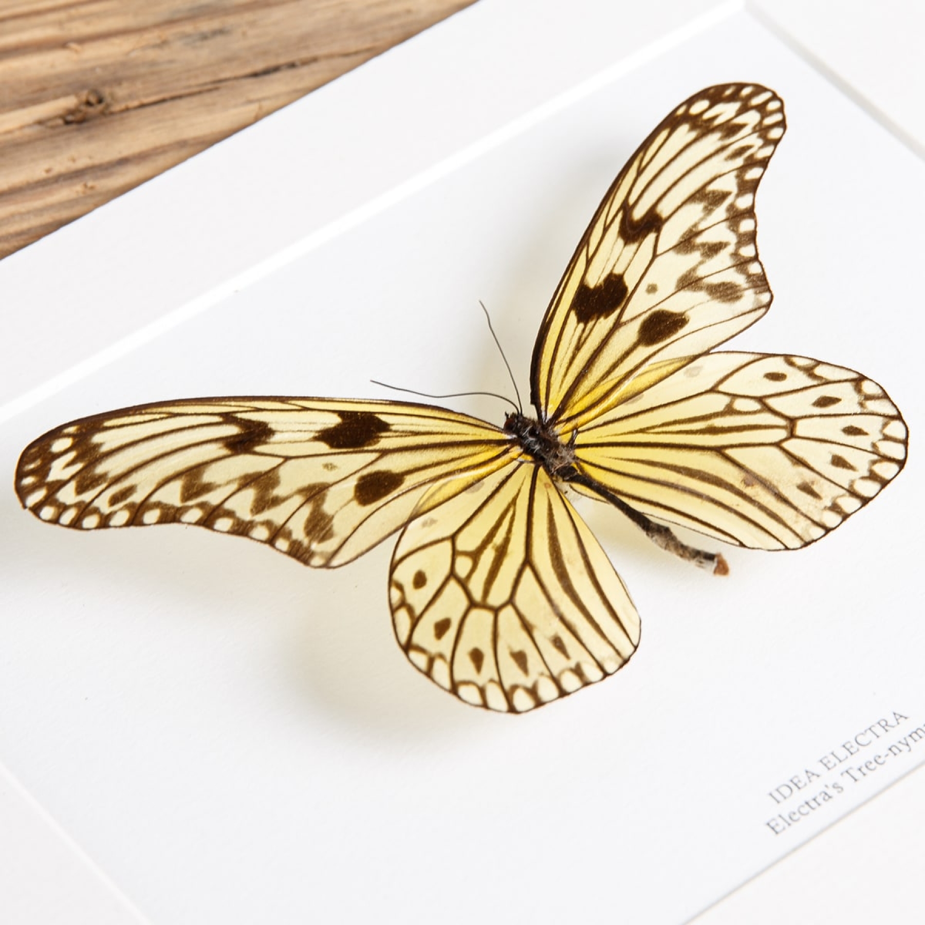 Electra's Tree-nymph Butterfly In Box Frame (Idea electra)