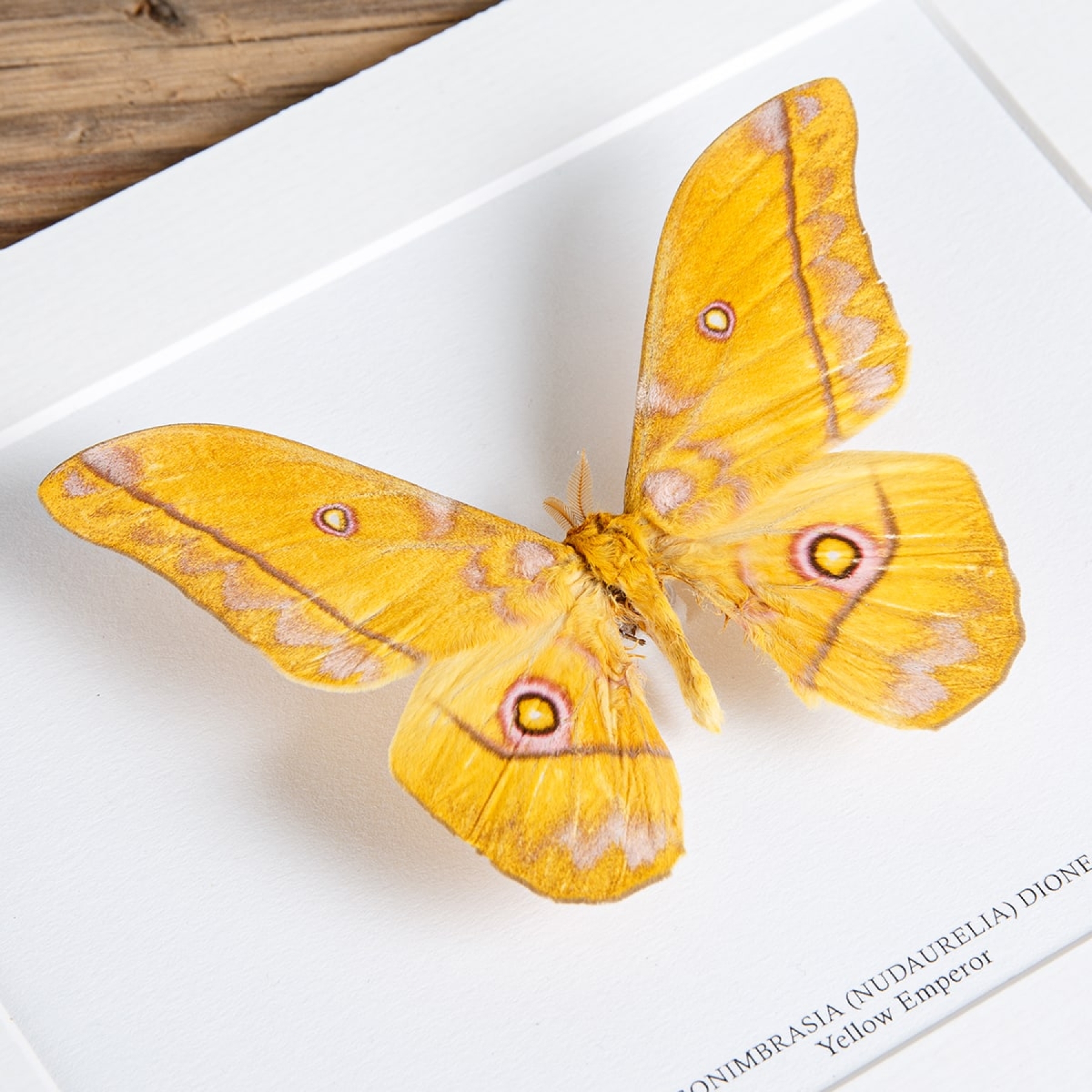 Yellow Emperor In Box Frame Gonimbrasia Dione(Nudaurelia)