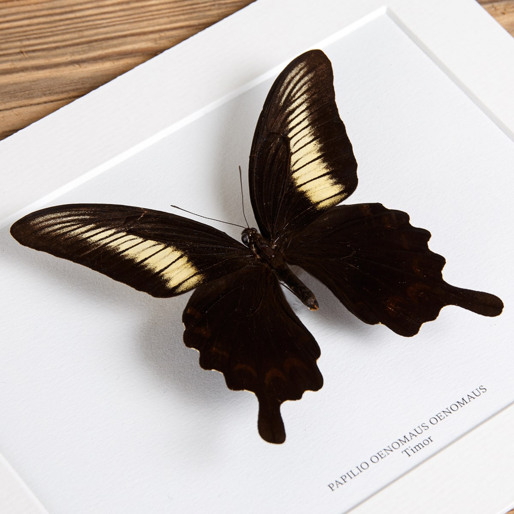 Papilio oenomaus In Box Frame (Papilio oenomaus)