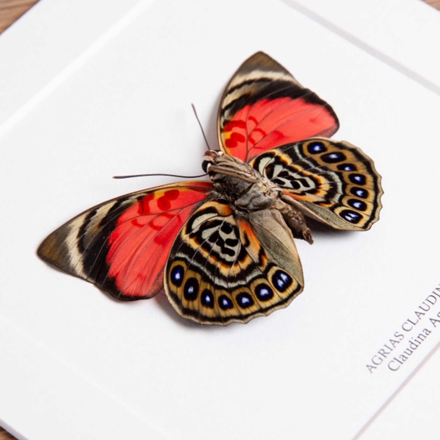 Claudina Agrias Butterfly Ventral Side In Box Frame (Agrias claudina)