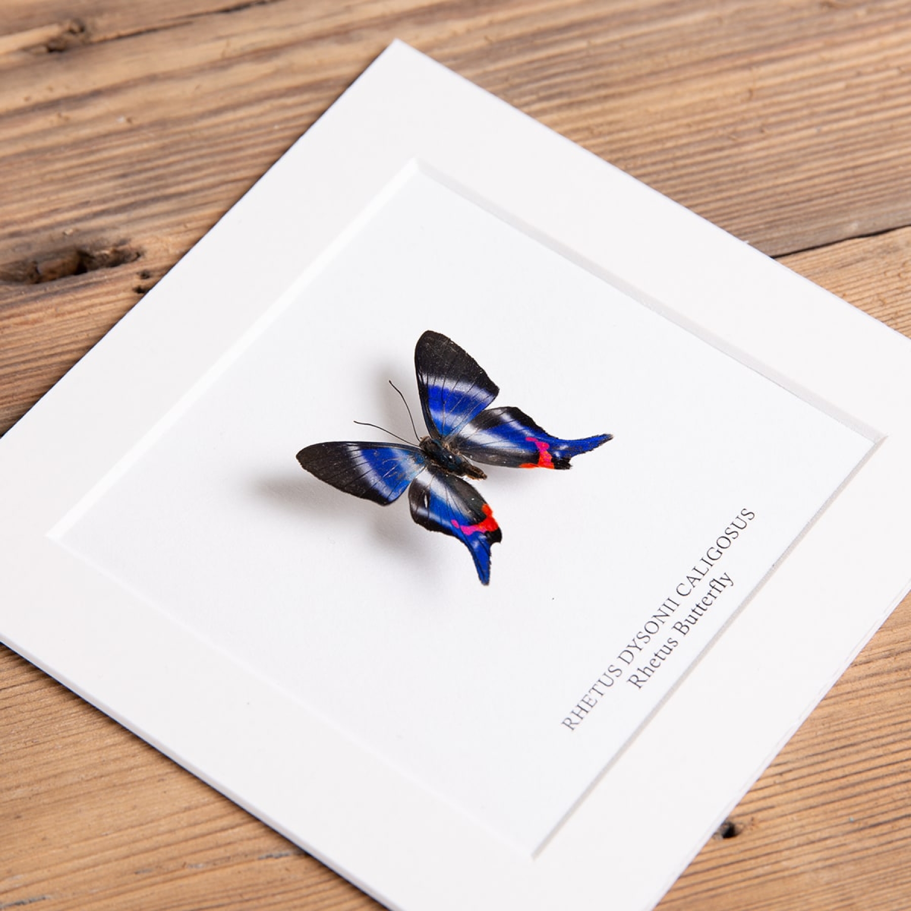 Minibeast Rhetus Butterfly In Box Frame (Rhetus dysonii caligosus)