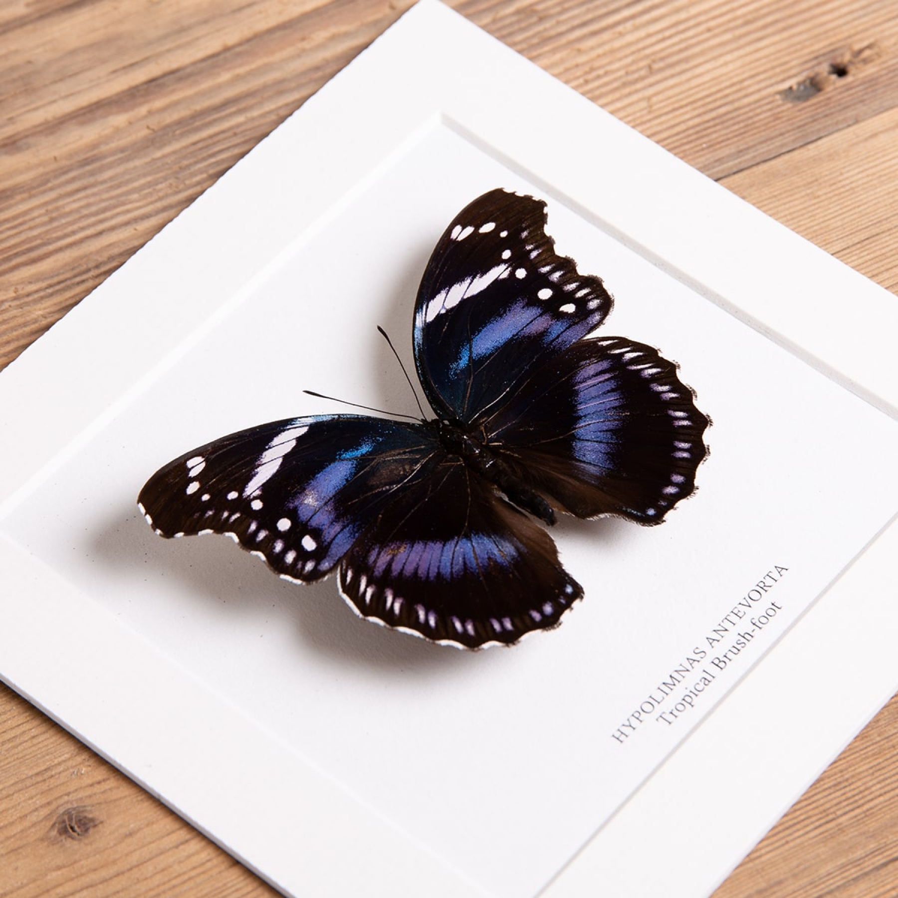 Tropical Brush-foot Butterfly In Box Frame (Hypolimnas antevorta)