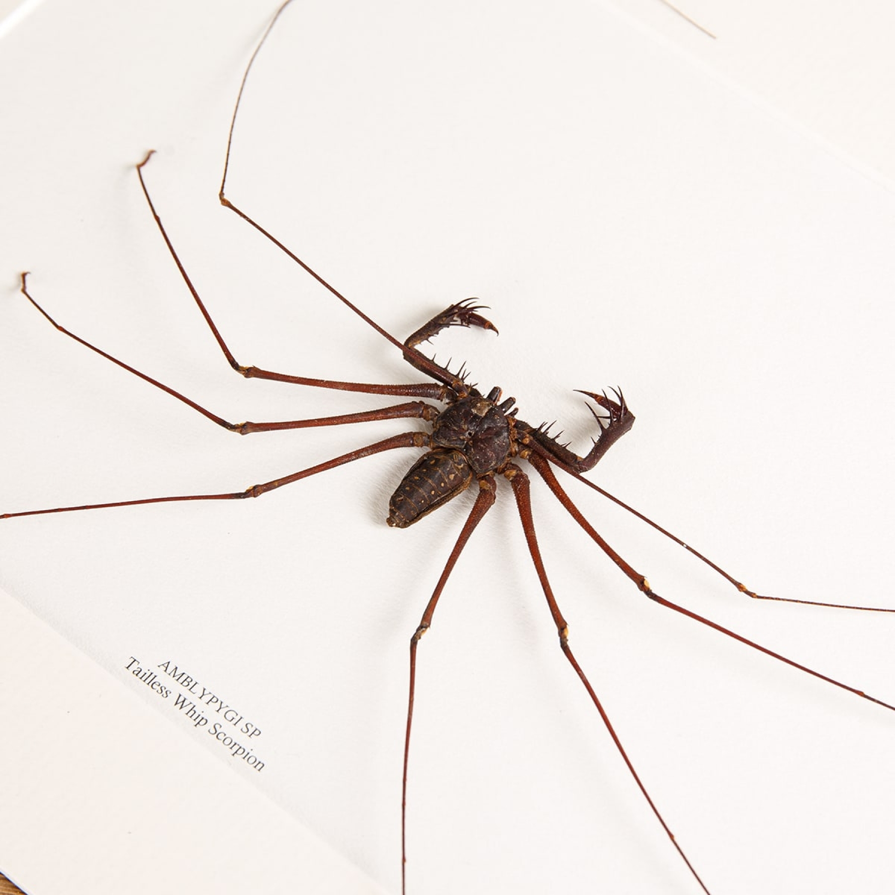 Tailless Whip Scorpion In Box Frame (Amblypygi sp) Tailless Whip Scorpion In Box Frame (Amblypygi sp)