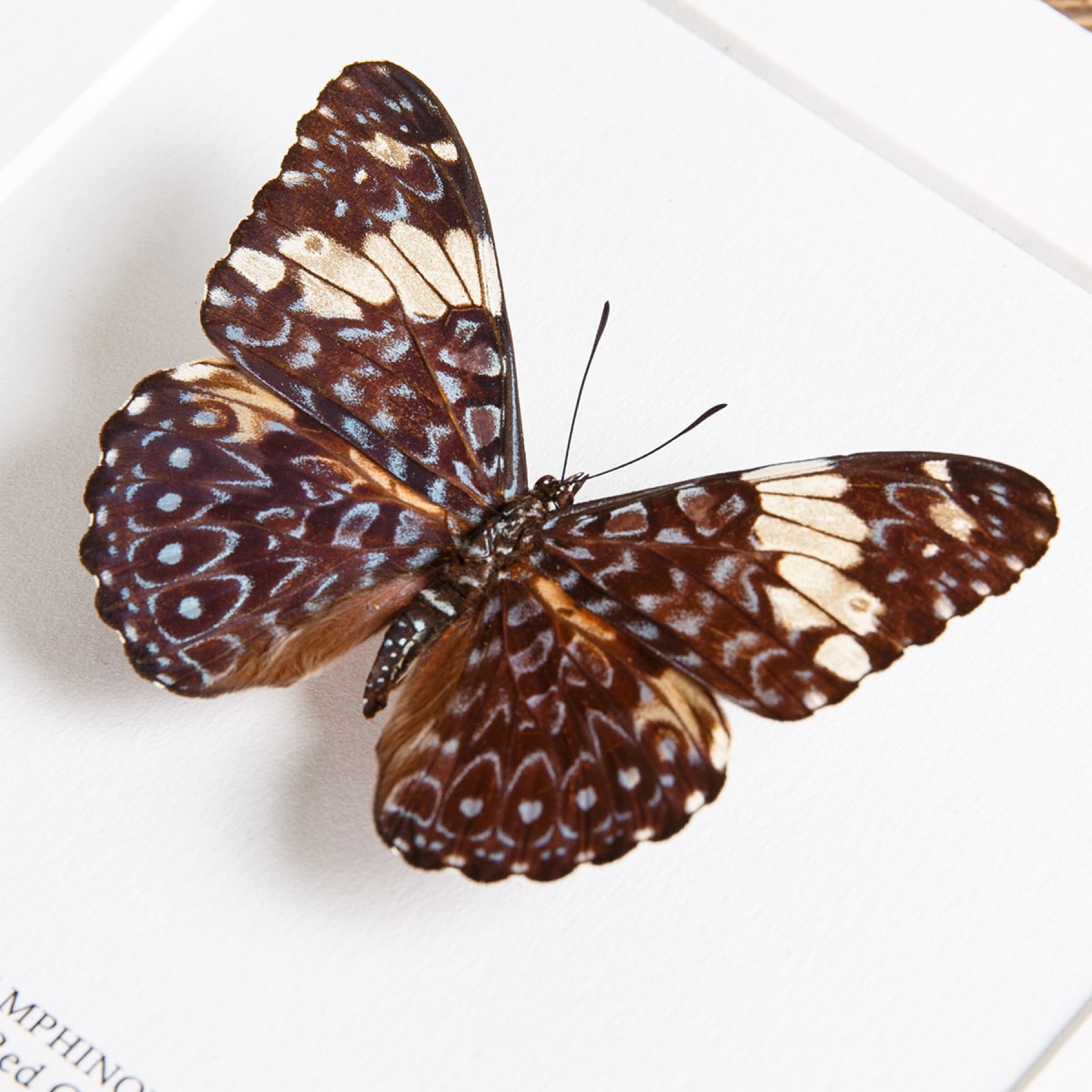 The Red Cracker Butterfly In Box Frame (Hamadryas amphinome mexicana)