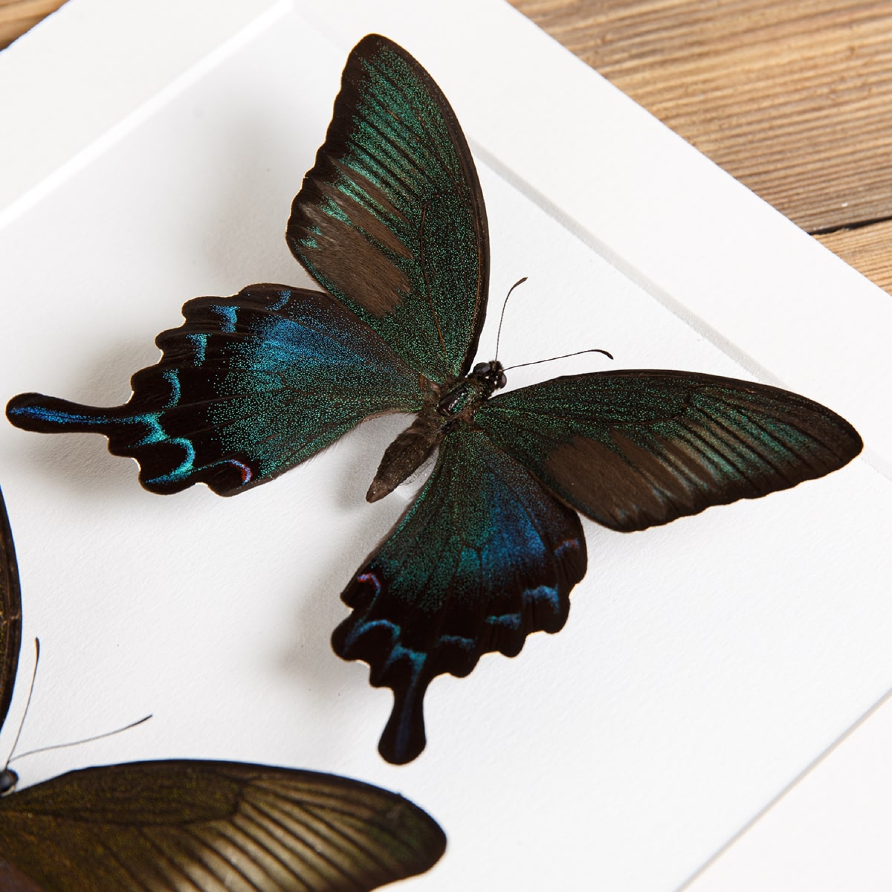 Chinese Peacock Pair In Box Frame (Papilio bianor dehaani)