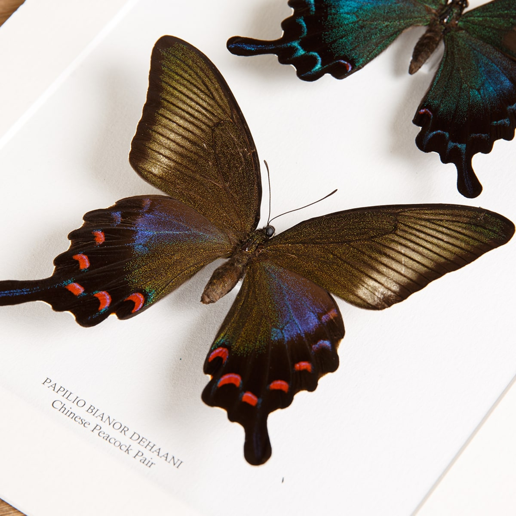 Chinese Peacock Pair In Box Frame (Papilio bianor dehaani)
