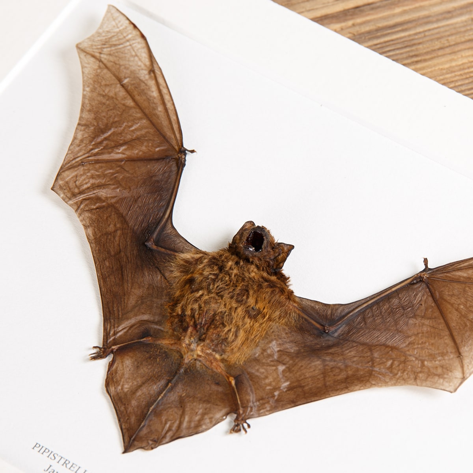 Java Pipistrelle Bat In Box Frame (Pipistrellus javanicus)
